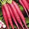 Price: €0 - Graines de Radis Rose de Pâques - 