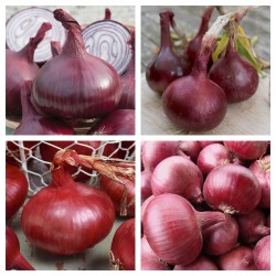 Price: €1.65 - Rote Karmen Zwiebelsamen - 