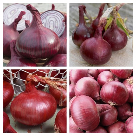 Price: €1.65 - Graines d'oignon rouge de Karmen -