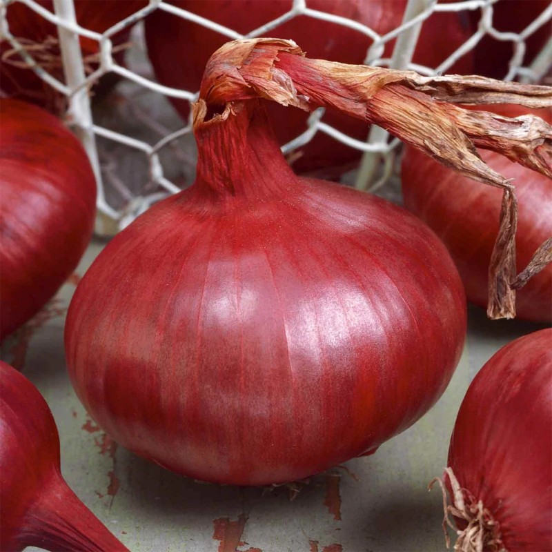 Price: €1.65 - Graines d'oignon rouge de Karmen - 