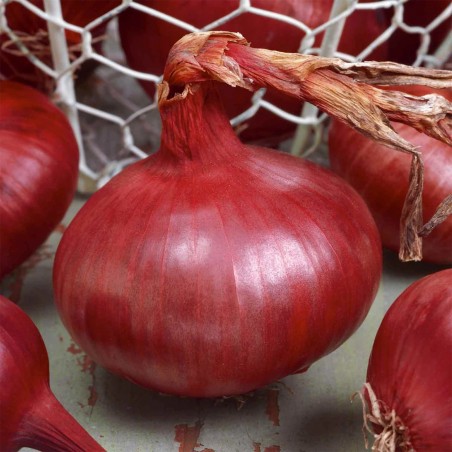 Price: €1.65 - Graines d'oignon rouge de Karmen -