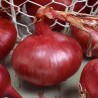 Price: €1.65 - Graines d'oignon rouge de Karmen - 