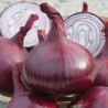 Price: €1.65 - Graines d'oignon rouge de Karmen - 