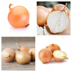 Price: €1.75 - Semillas de cebolla húngara Tisza - 