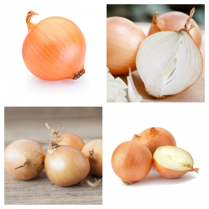 Price: €1.75 - Semillas de cebolla húngara Tisza - 