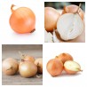 Price: €1.75 - Semillas de cebolla húngara Tisza - 