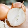 Price: €1.75 - Semillas de cebolla húngara Tisza - 