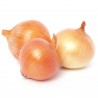 Price: €1.75 - Semillas de cebolla húngara Tisza - 