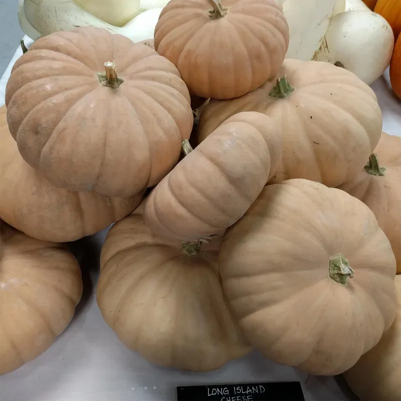 Sementes de Abóbora de QUEIJO DE LONG ISLAND