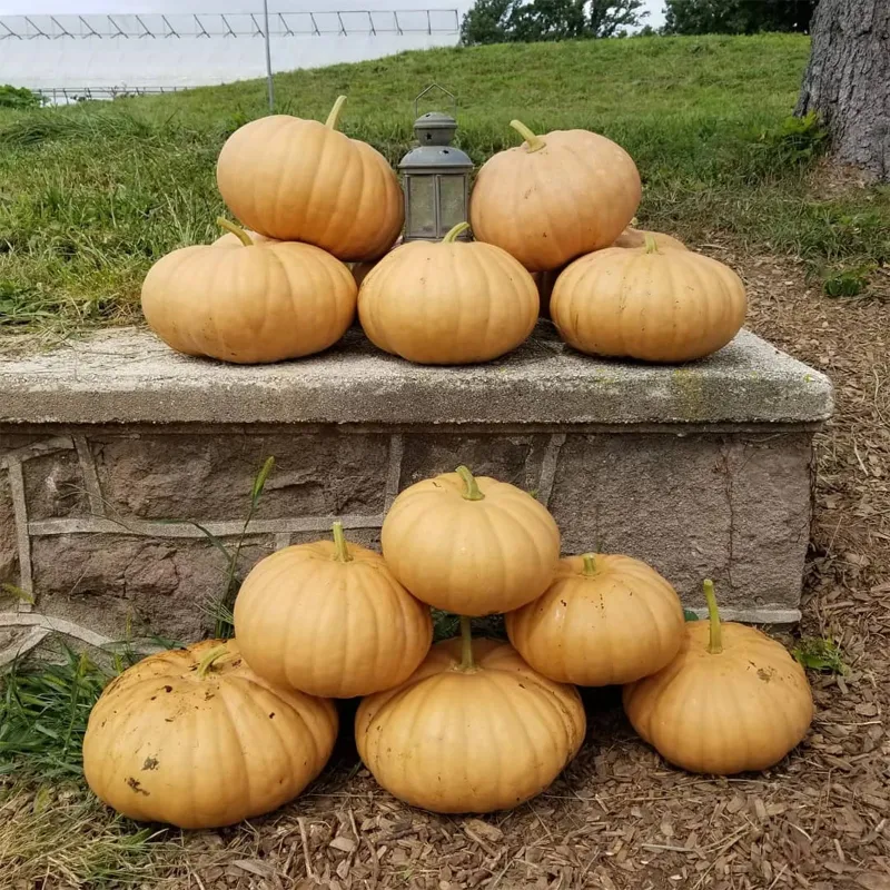 Sementes de Abóbora de QUEIJO DE LONG ISLAND
