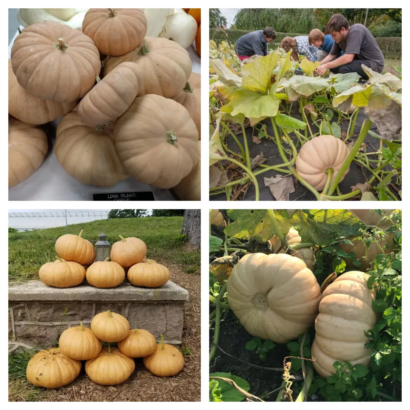 Sementes de Abóbora de QUEIJO DE LONG ISLAND