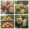 Sementes de Abóbora de QUEIJO DE LONG ISLAND