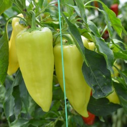 Price: €1.85 - Semillas de pimiento blanco húngaro Redei - 