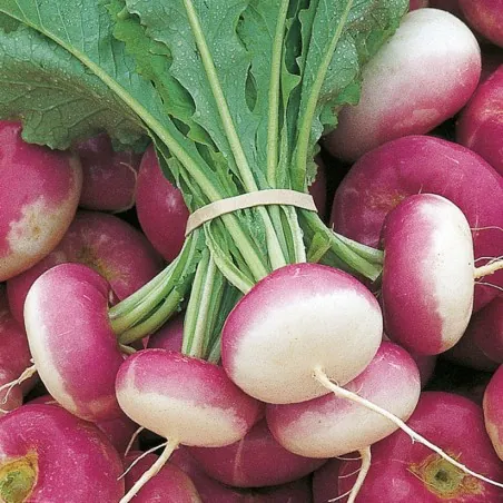 Beet Kranjska round seeds