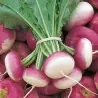 Beet Kranjska round seeds