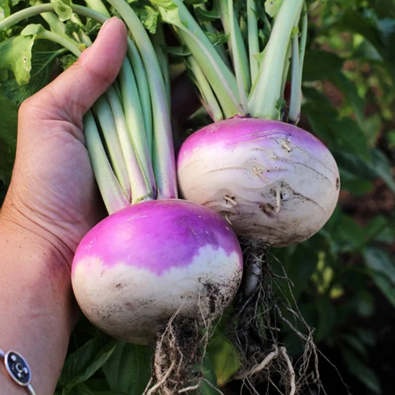 Beet Kranjska round seeds