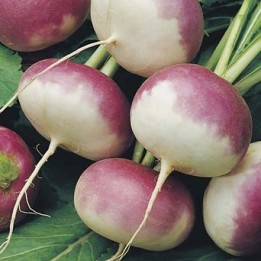Nasiona rzepy Early Purple - 1.485