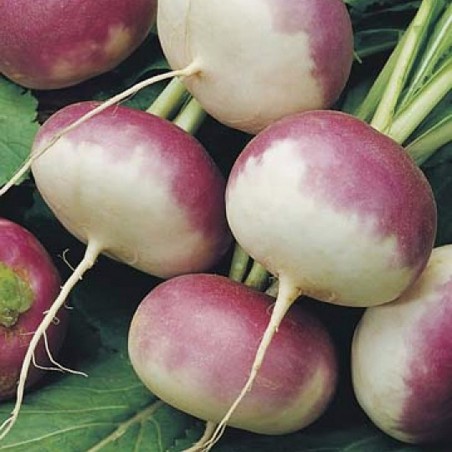 Price: €1.65 - Sementes de nabo roxo precoce - 