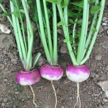 Price: €1.65 - Sementes de nabo roxo precoce - 