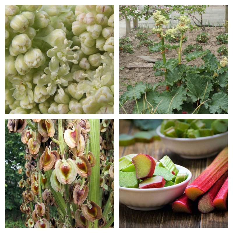 Echter Rhabarber Samen Victoria