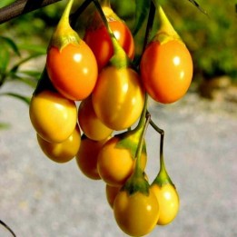 Jabłko kangurze Poroporo Nasiona (Solanum laciniatum) 2.25