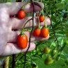 Känguruhapfel, Poroporo Samen (Solanum laciniatum)