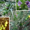 Känguruhapfel, Poroporo Samen (Solanum laciniatum)
