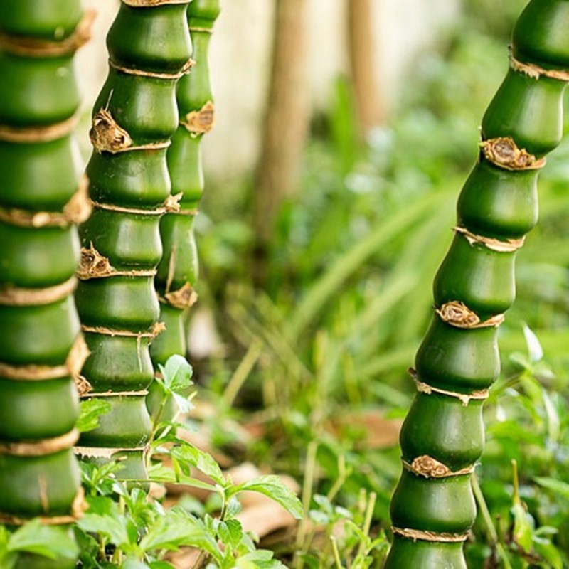 Price: €2.45 - Sementes de Bambu Buda Barriga (Bambusa ventricosa) - Unbranded