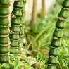 Semi Di Bambù Buddha bamboo (Bambusa ventricosa)
