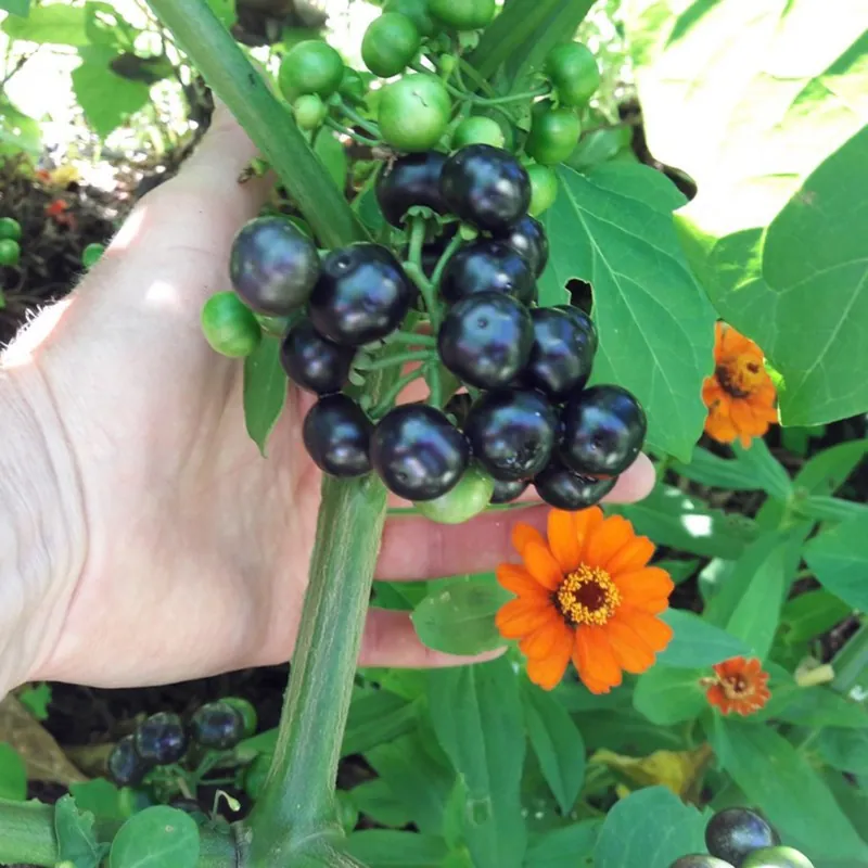 Sementes De Sunberry (Solanum burbankii)
