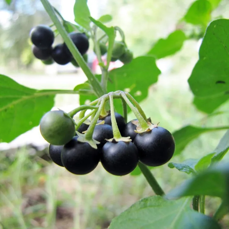 Sementes De Sunberry (Solanum burbankii)