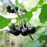 Sementes De Sunberry (Solanum burbankii)