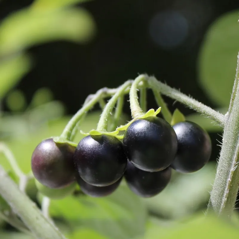 Sementes De Sunberry (Solanum burbankii)