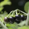 Sementes De Sunberry (Solanum burbankii)