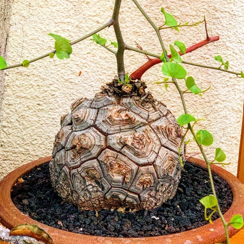 Sementes de Casco De Tartaruga - Pé De Elefante (Dioscorea elephantipes) | 3,50 €