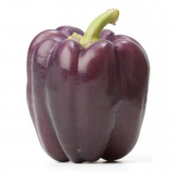 Price: €2 - Sementes de Pimenta VIOLETTA - Seeds Gallery
