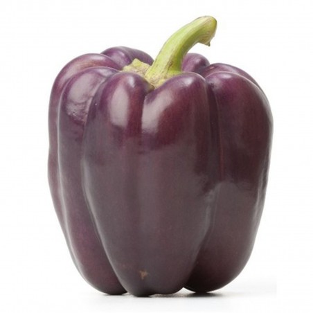 Price: €2 - VIOLETTA Violet pepper Seeds - Seeds Gallery