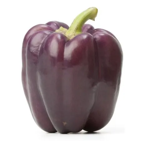 VIOLETTA Violet pepper Seeds