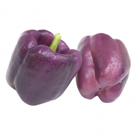 Price: €2 - VIOLETTA Violet pepper Seeds - Seeds Gallery