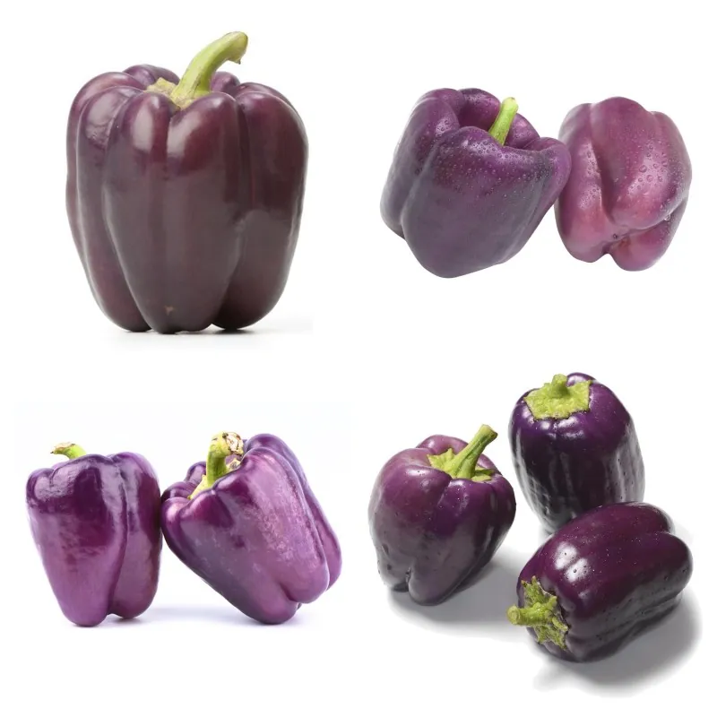 Seme Ljubicaste Paprike Babure VIOLETTA