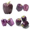 VIOLETTA Violet pepper Seeds