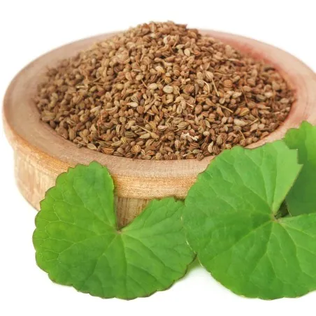 Ajwain, ajowan Seeds (Trachyspermum ammi)