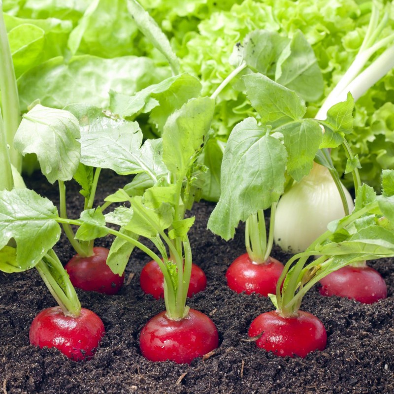 Sementes de rabanete Alex F1 (testado na Sibéria)