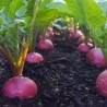 Radish Seeds Alex F1 (Tested in Siberia) | 1,65 €