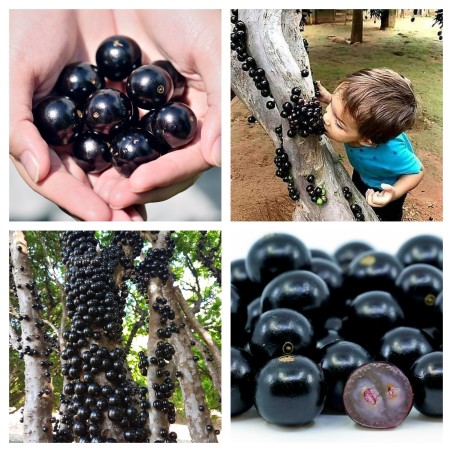 Sementes de Jabuticaba ou Jaboticaba (Plinia cauliflora)