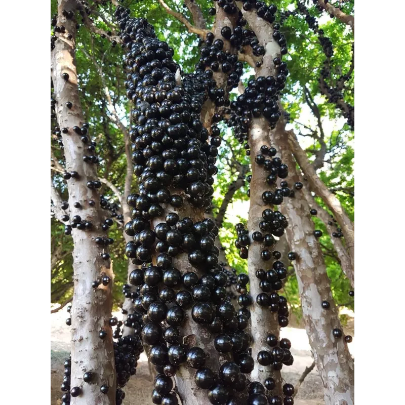 Sementes de Jabuticaba ou Jaboticaba (Plinia cauliflora)