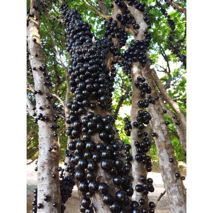 Brazilian Grapetree, Jabuticaba Seeds (Plinia cauliflora) - 5.85