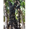 Sementes de Jabuticaba ou Jaboticaba (Plinia cauliflora)