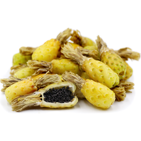 Mexiko-Fasskaktus Samen (Ferocactus Schwarzii)