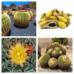 Mexico Barrel Cactus - Ferocactus Schwarzii Seeds - 2.295